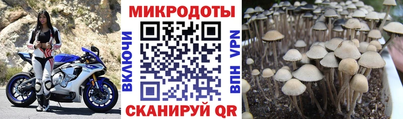 Псилоцибиновые грибы мухоморы купить наркотики цена Мышкин